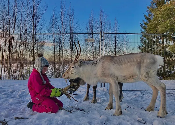 Beautiful Rural Experience With Reindeer