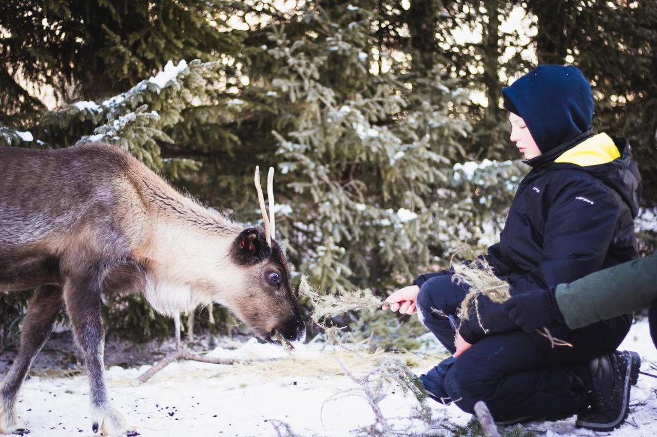 Beautiful Rural Experience With Reindeer Tervola