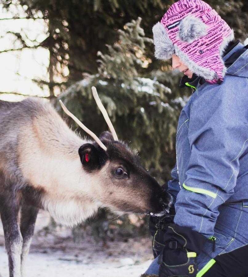 Villa Beautiful Rural Experience With Reindeer Tervola